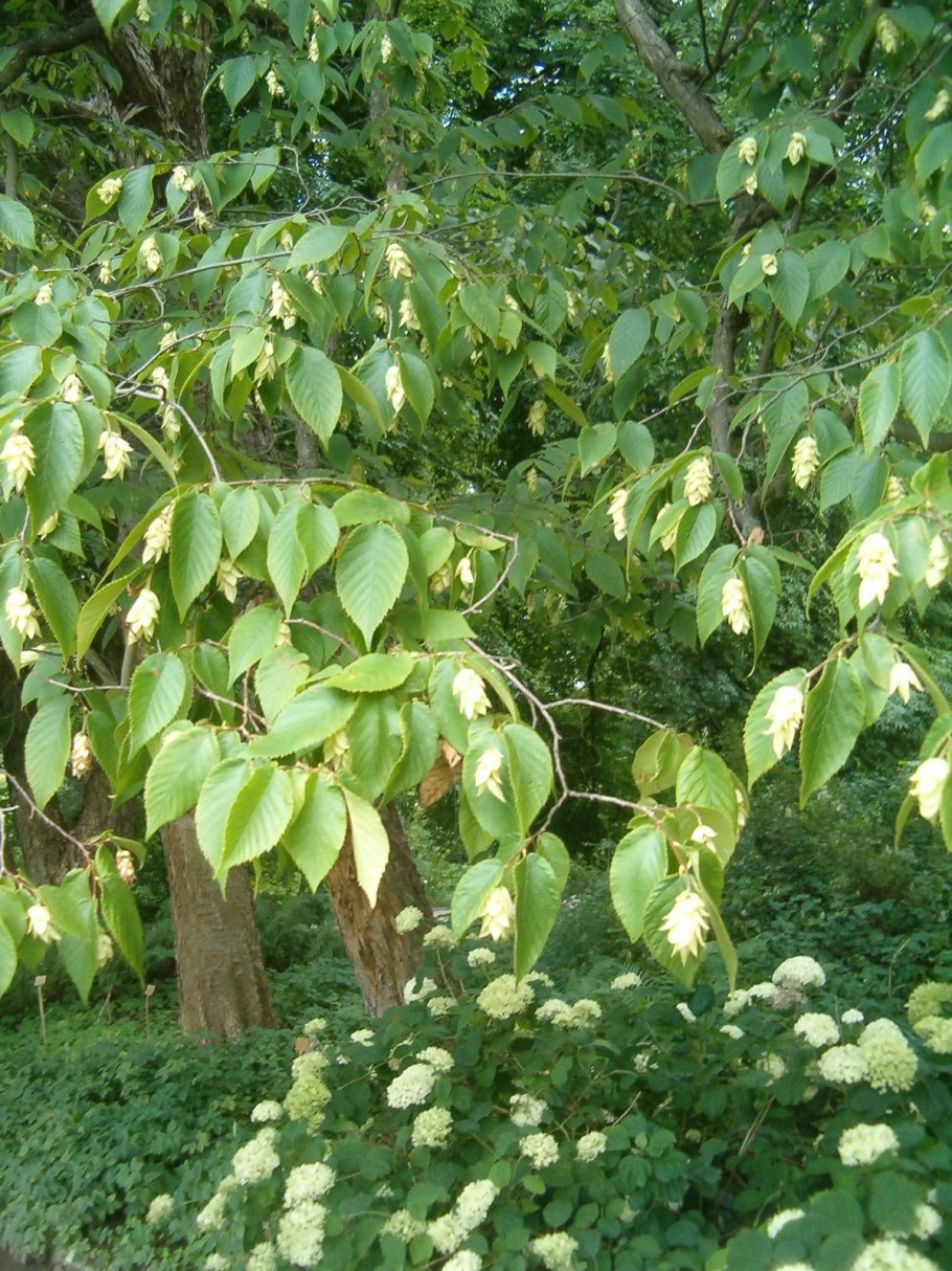 Ostrya virginiana
