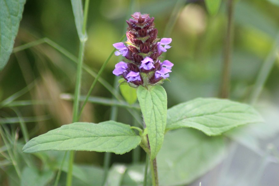 Черноголовка обыкновенная листья