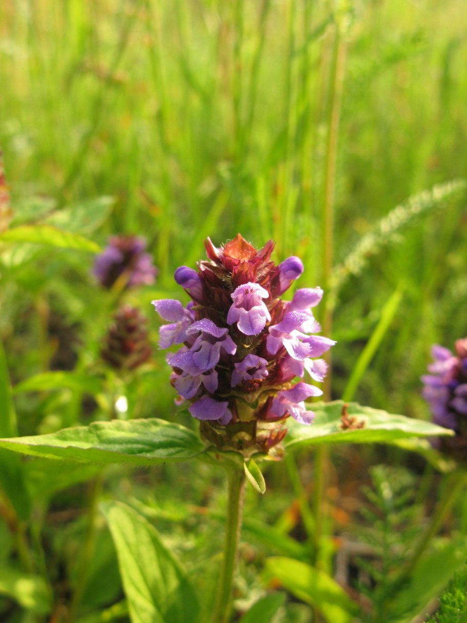 Черноголовка Прунелла обыкновенная