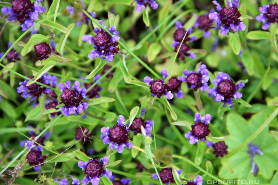 Черноголовка Прунелла обыкновенная