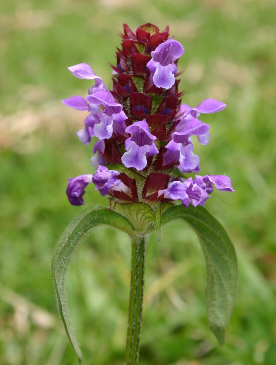 Прунелла (Черноголовка