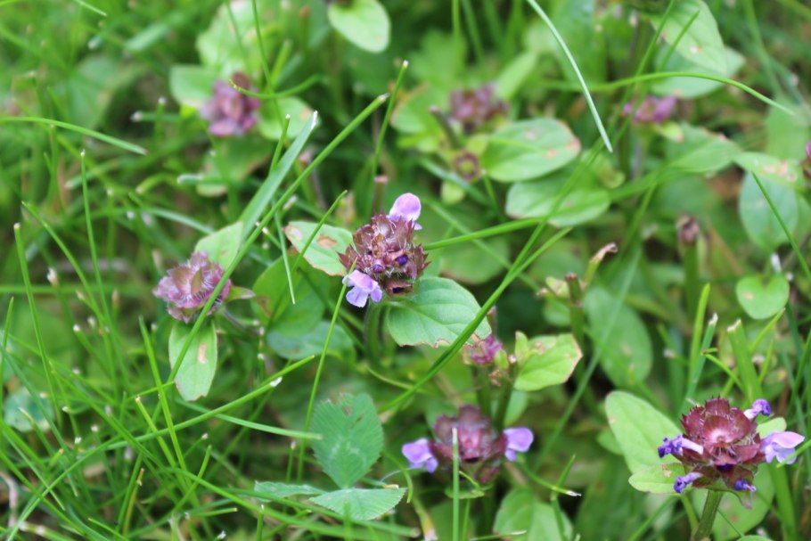 Черноголовка ягода