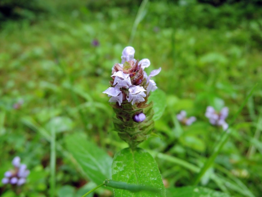 Черноголовка обыкновенная побег