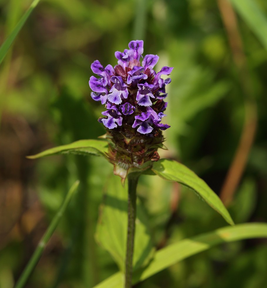 Черноголовка обыкновенная (Prunella vulgaris l.)