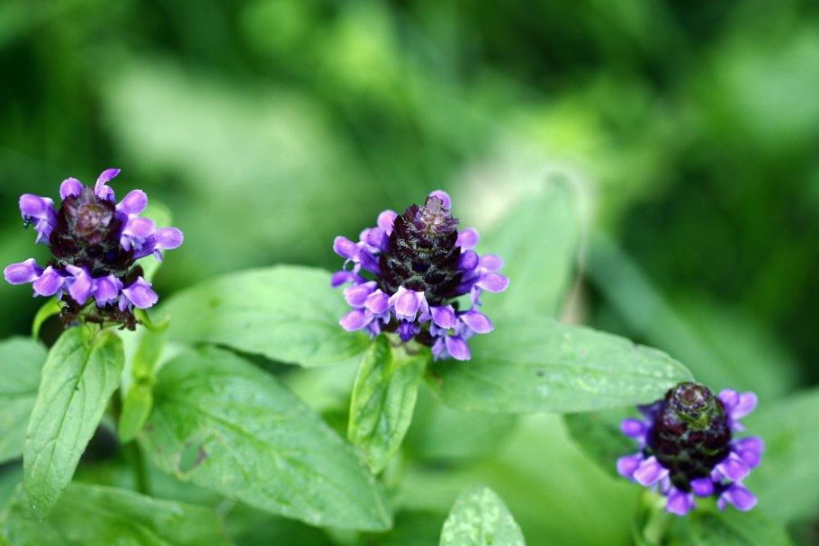 Прунелла обыкновенная