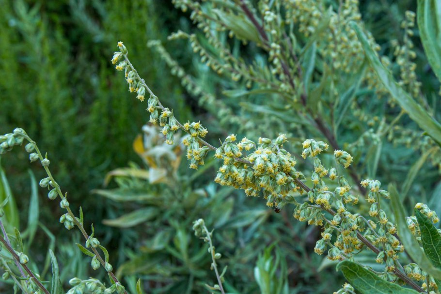 Полынь Абсентная