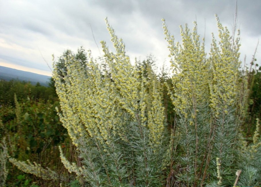 Полынь горькая лат Artemísia absínthium