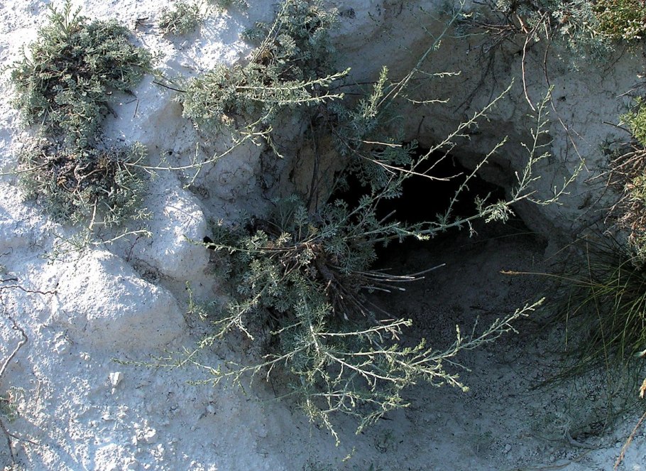 Полынь Сиверса