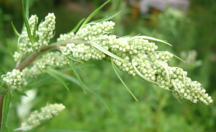 Полынь горькая (Artemisia absinthium)