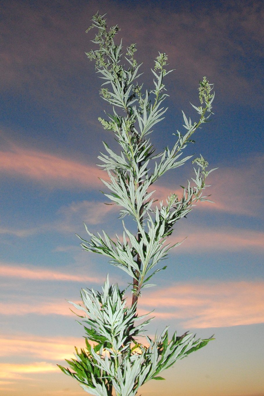 Artemisia abrotanum