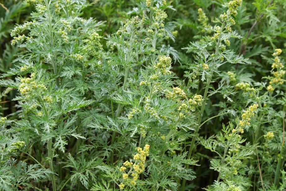 Полынь горькая чернобыльник