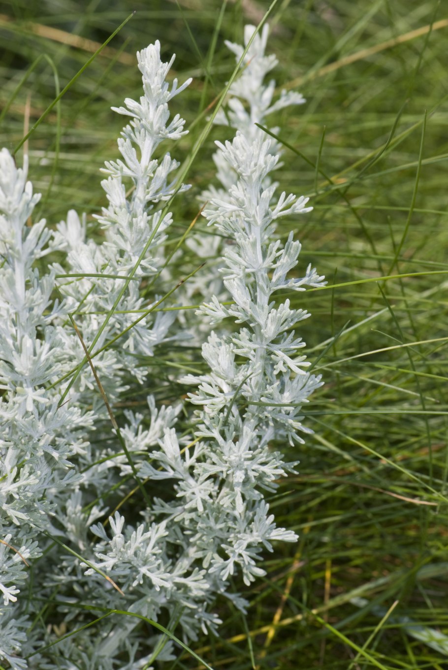 Полынь лечебная Artemisia abrotanum