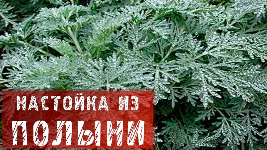 Полынь горькая