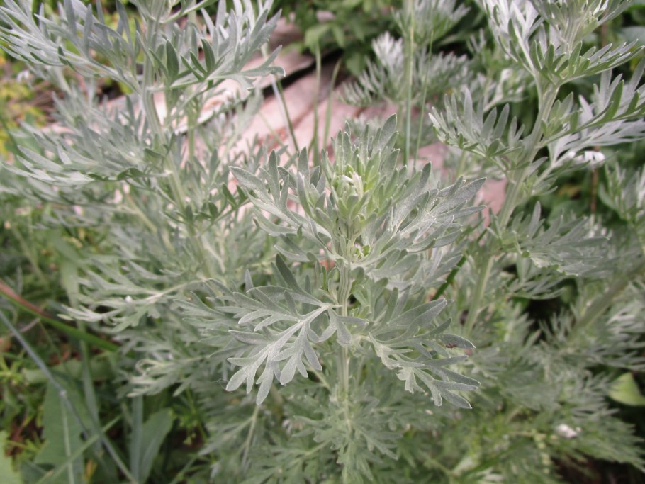 Голубая Полынь фото