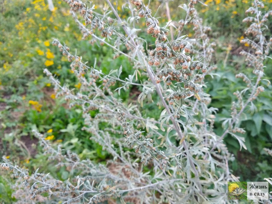 Полынь Artemisia Makana Silver