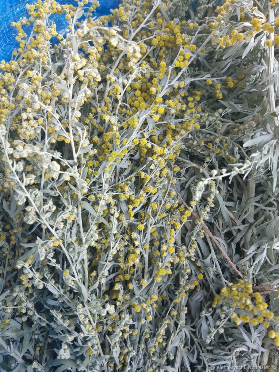 Трава полыни горькой