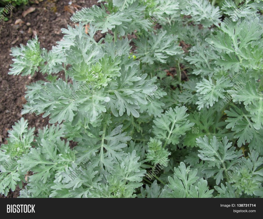 Artemisia macrocephala