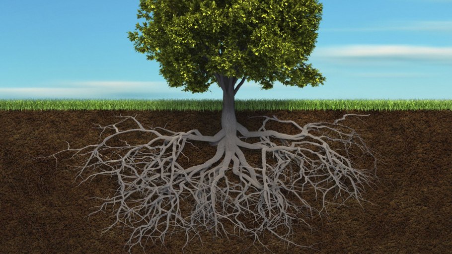 Корни травы