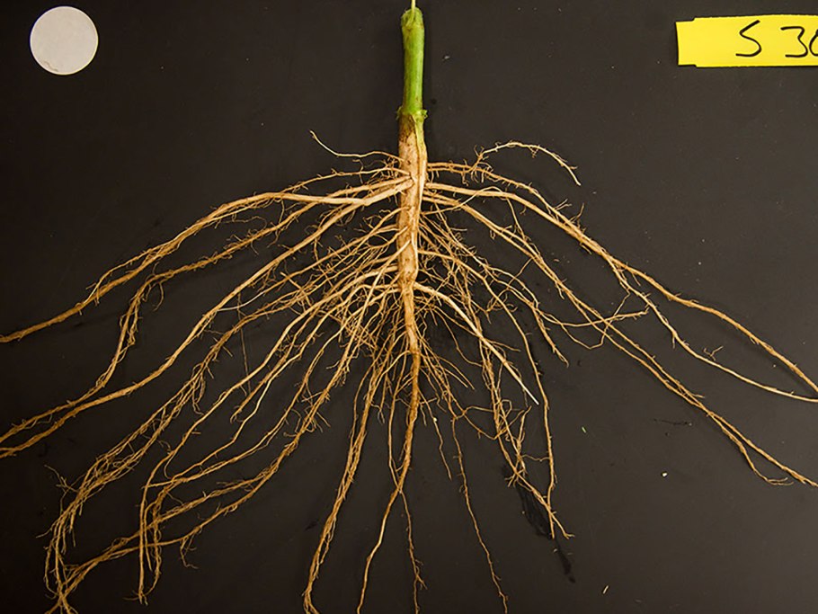 Plant root