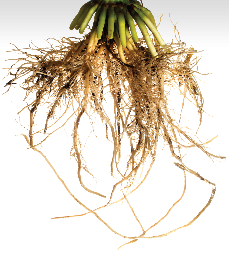 Корни растений в почве