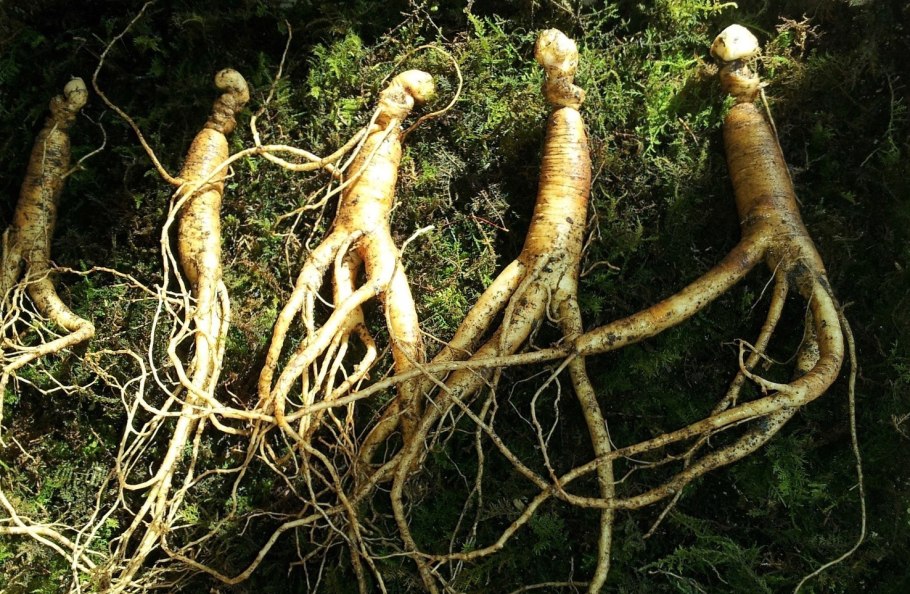 Цветок с корнем