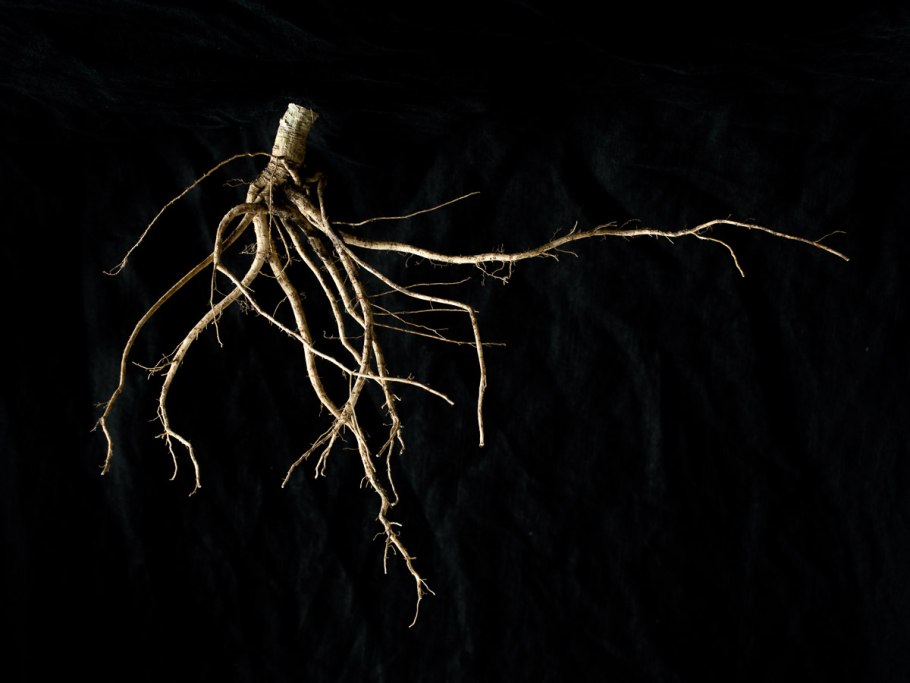 Цветок с корнем