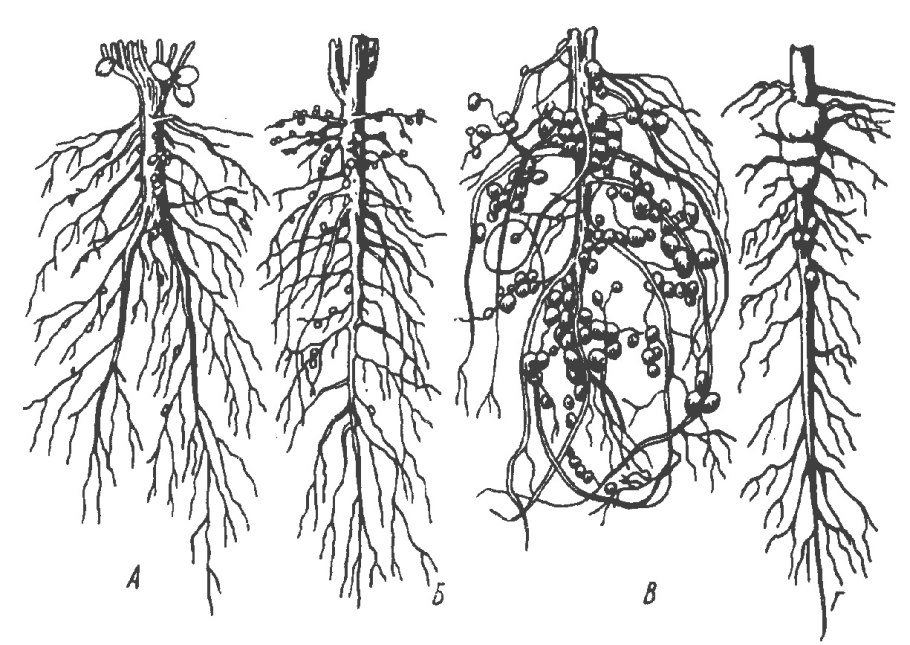 Дерево с корнями наружу