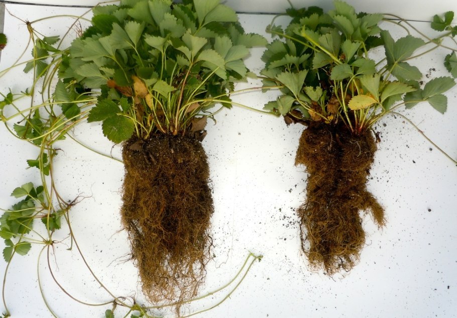 Микориза для клубники