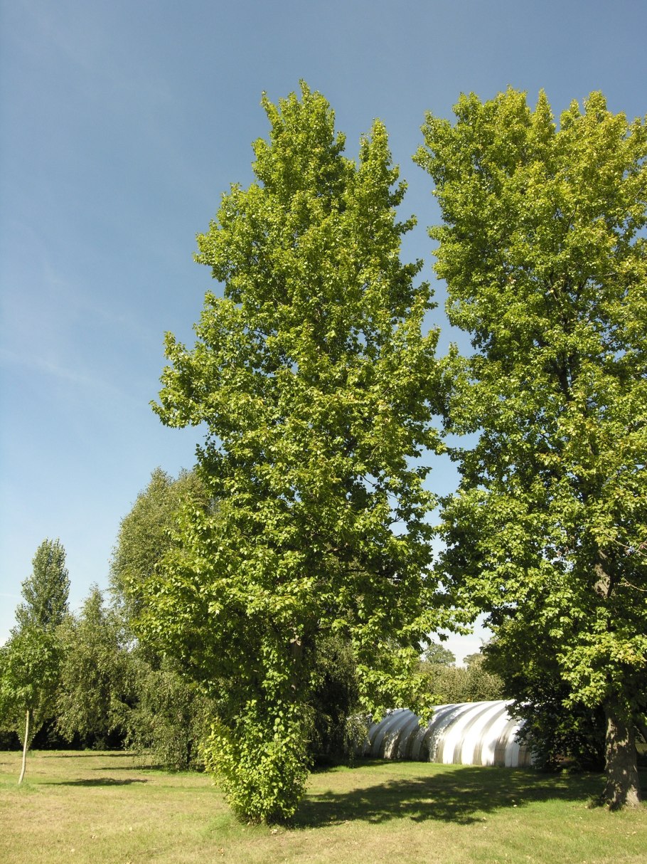 Муртазовские тополя