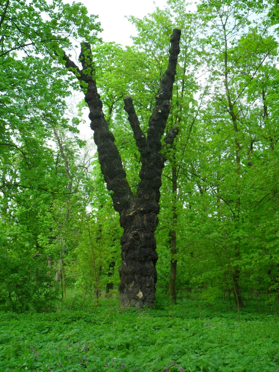 Тополь черный (Populus nigra)