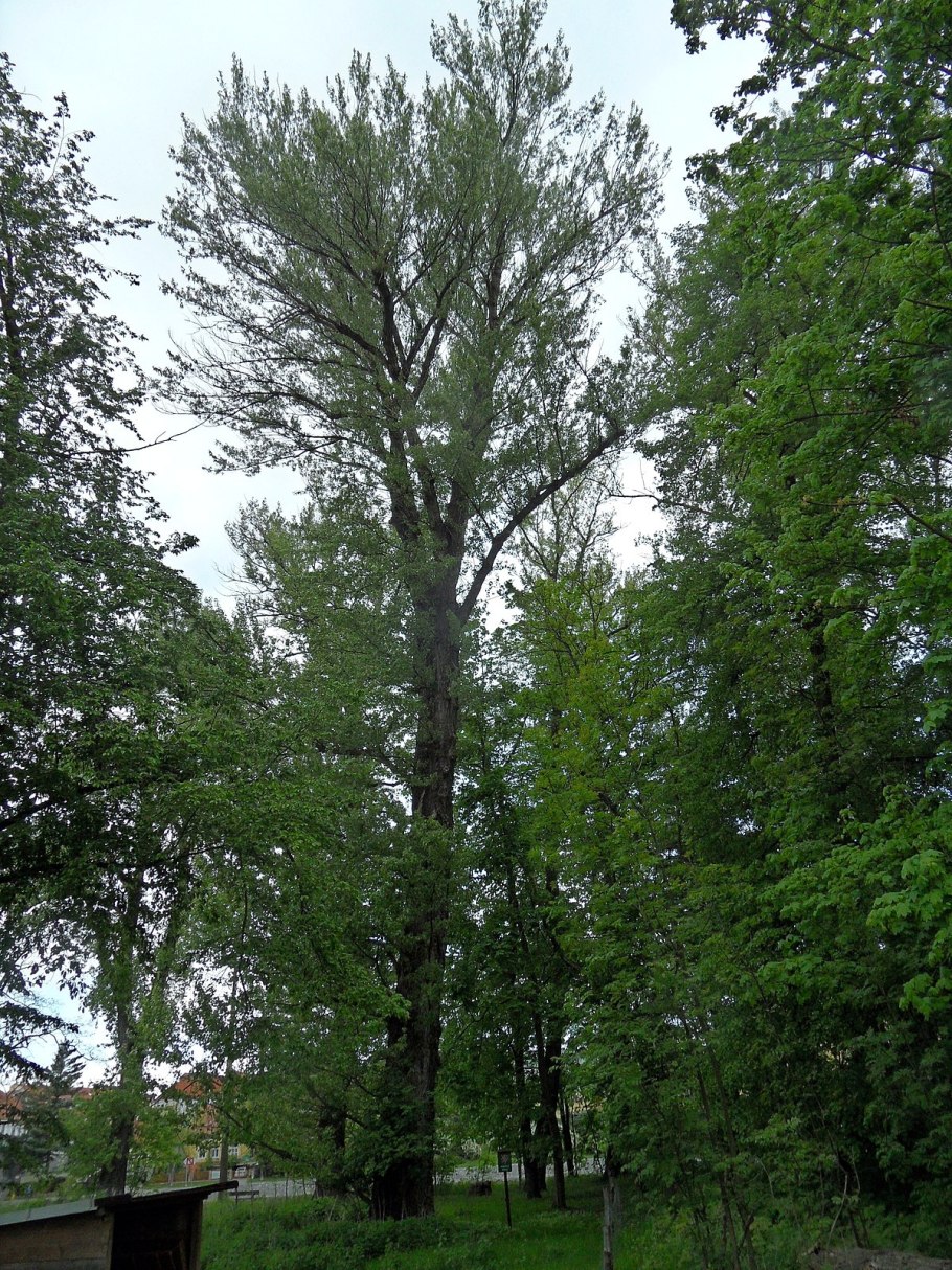 Тополь Симона листья