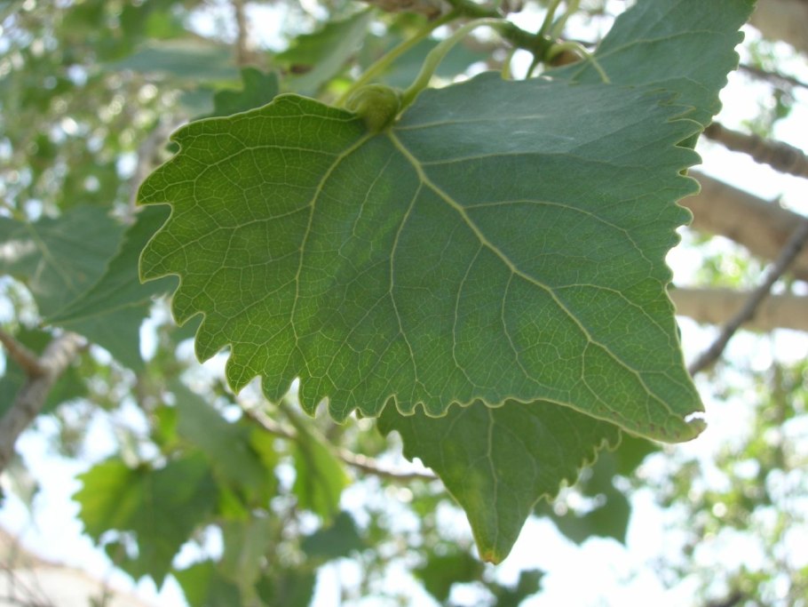 Тополь Populus Alba