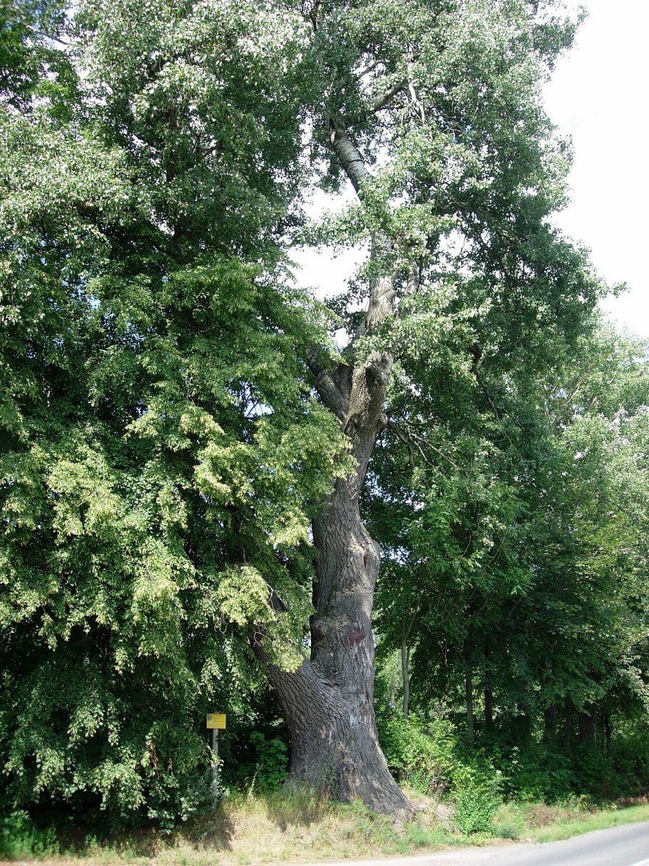 Тополь белый Белгородская область