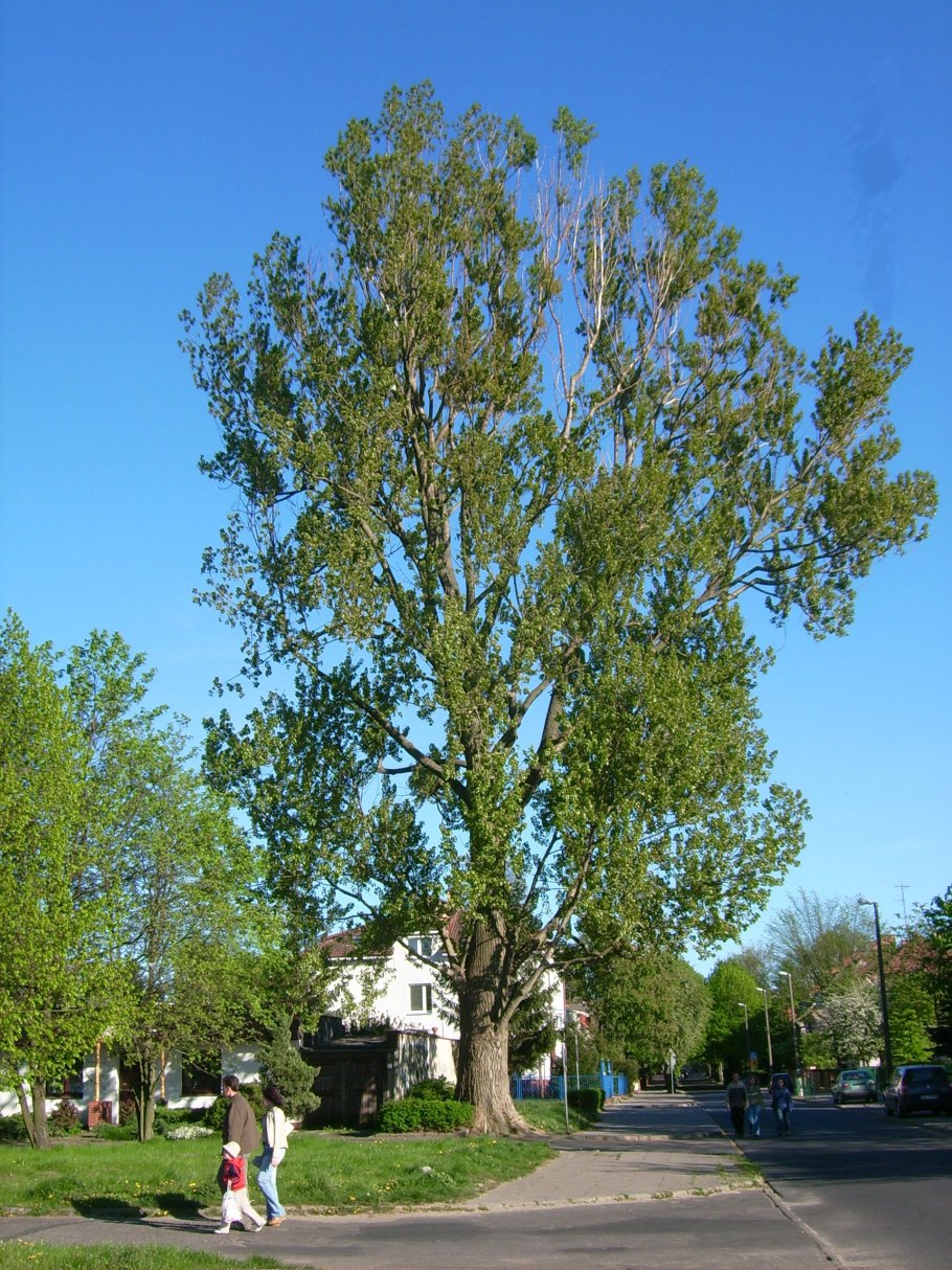 Тополь бальзамический пирамидальный