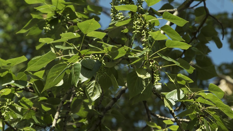 Тополь дерево