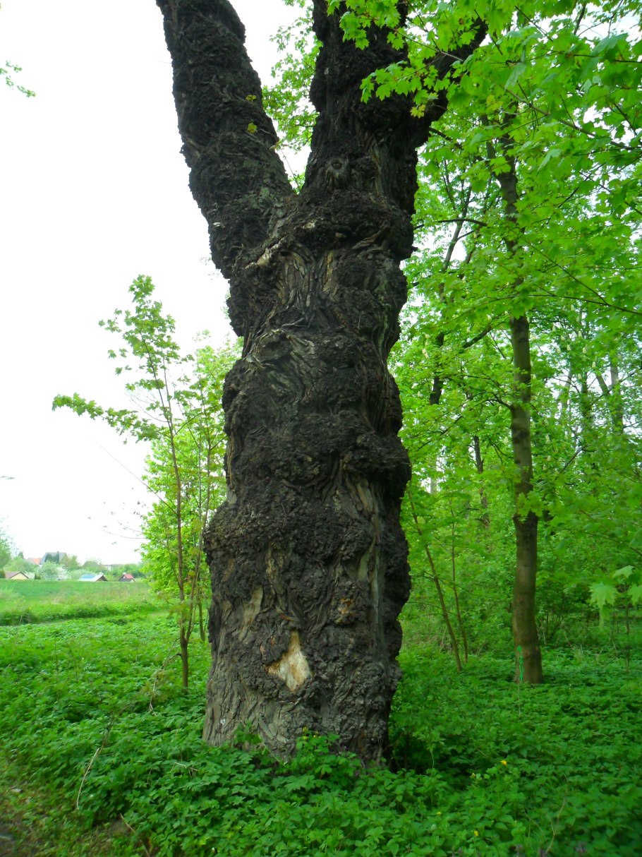 Тополь Советский пирамидальный