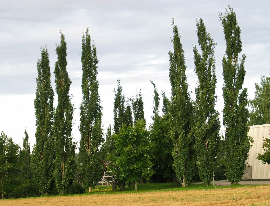 Тополь Максимовича (Populus maximowiczii)