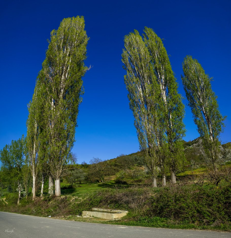 Populus sect. Aigeiros