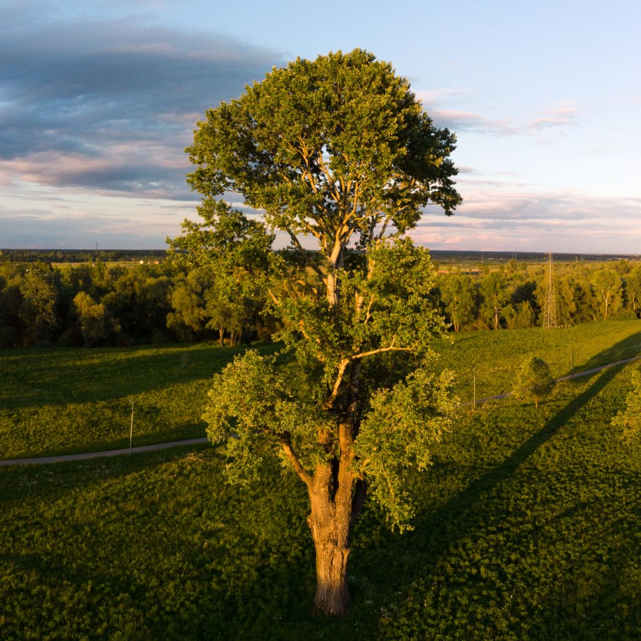 Тополь Берлинский