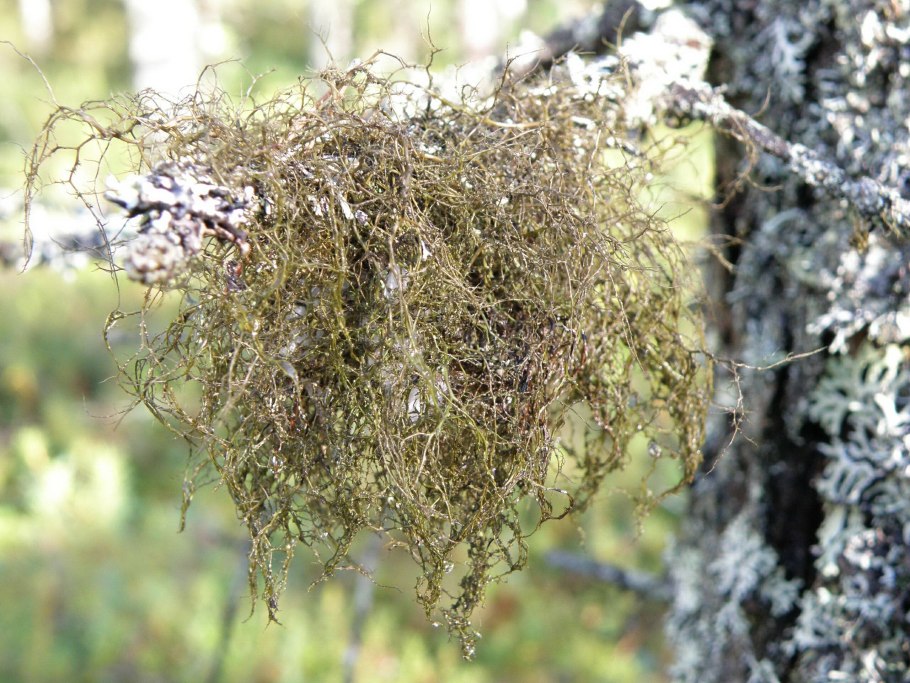 Тополь крона дерева