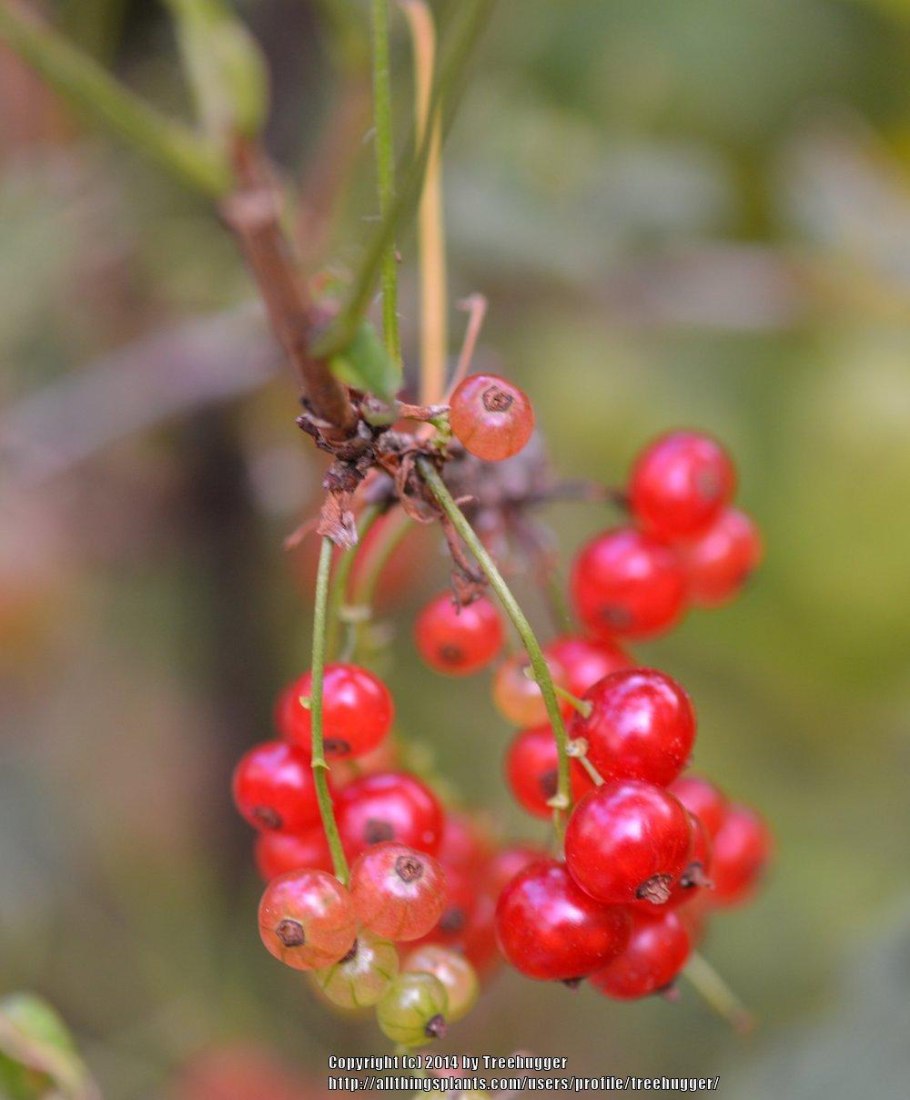 Красная смородина деревом