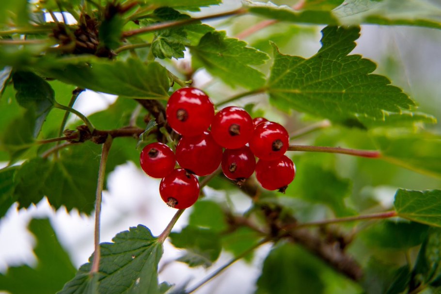 Смородина двуиглая фото