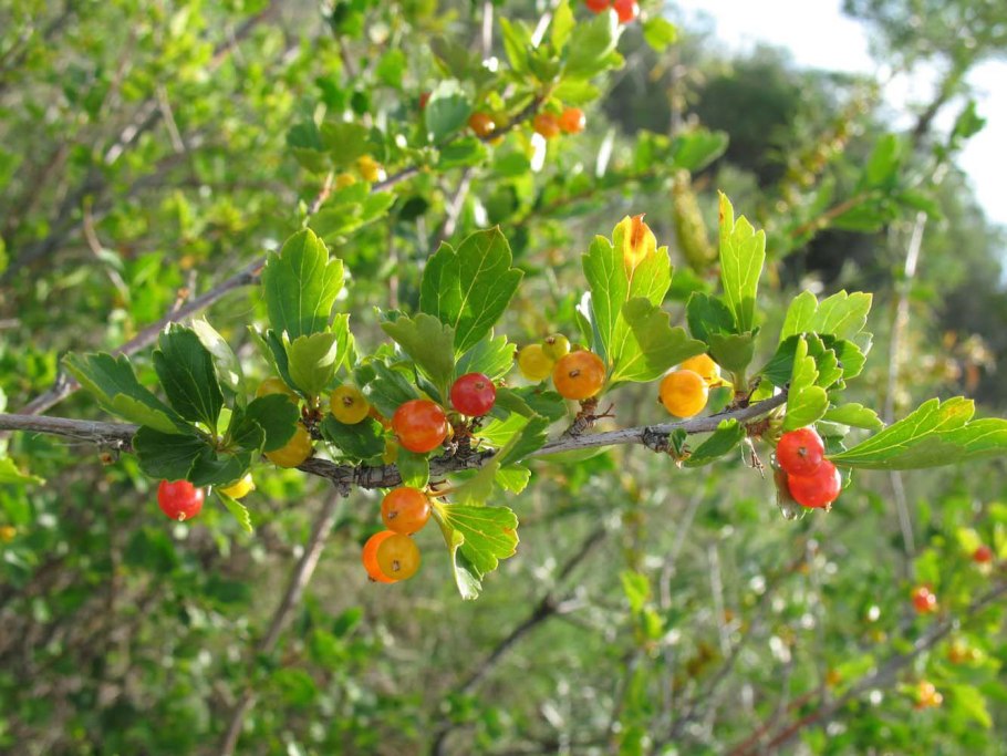 Смородина двуиглая куст