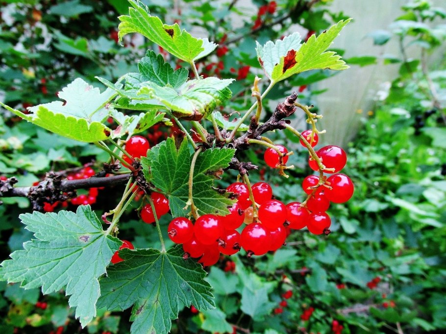 Крыжовник куст