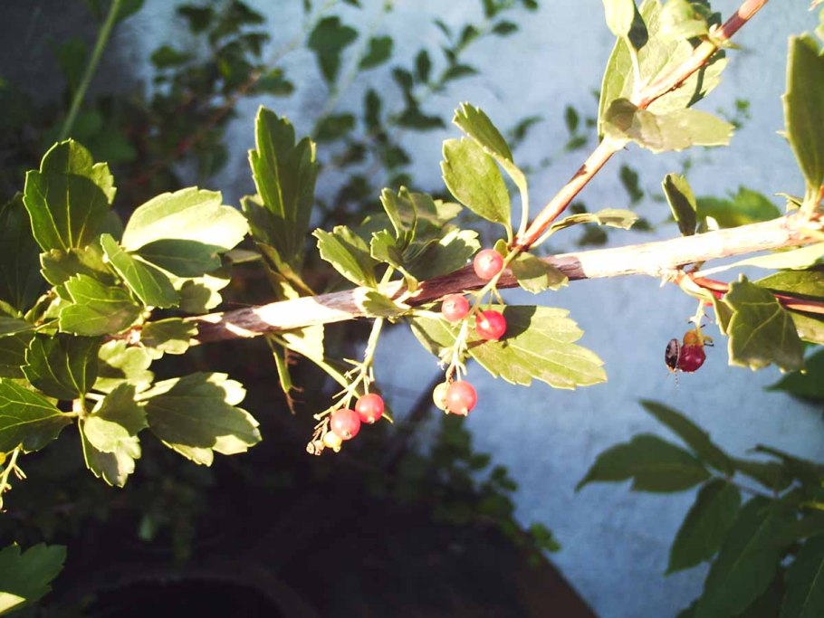 Смородина двуиглая Морошка