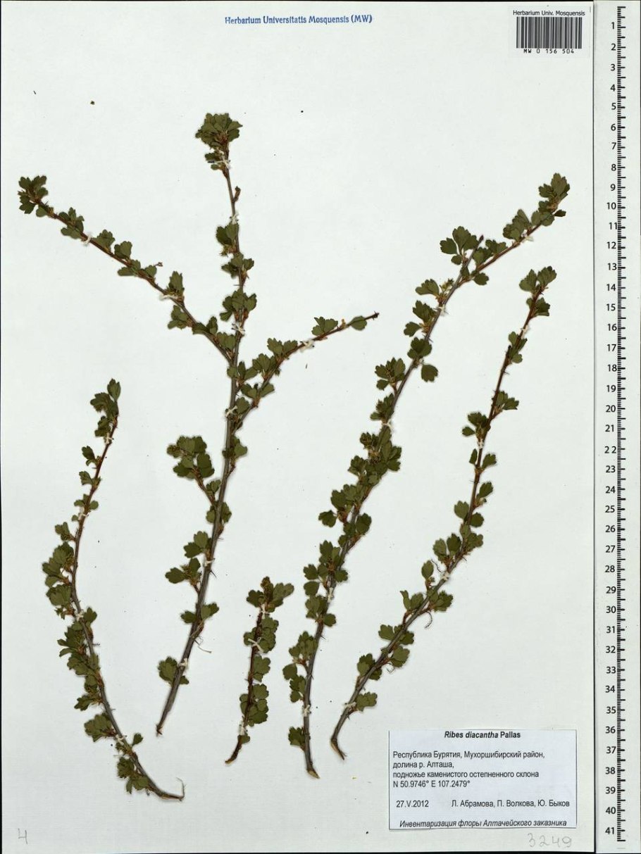 Смородина двуиглая таранушка