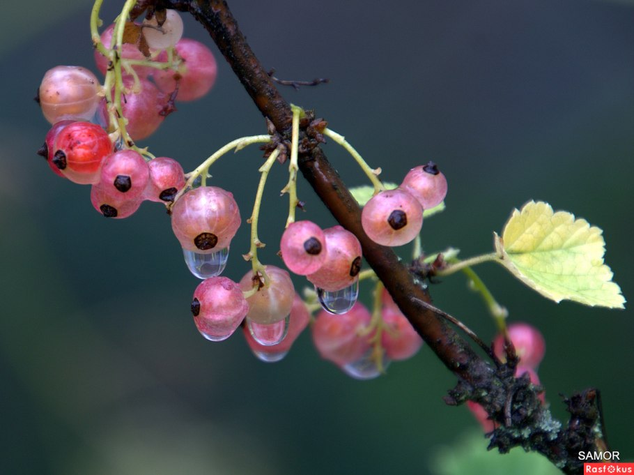 Смородина двуиглая Морошка