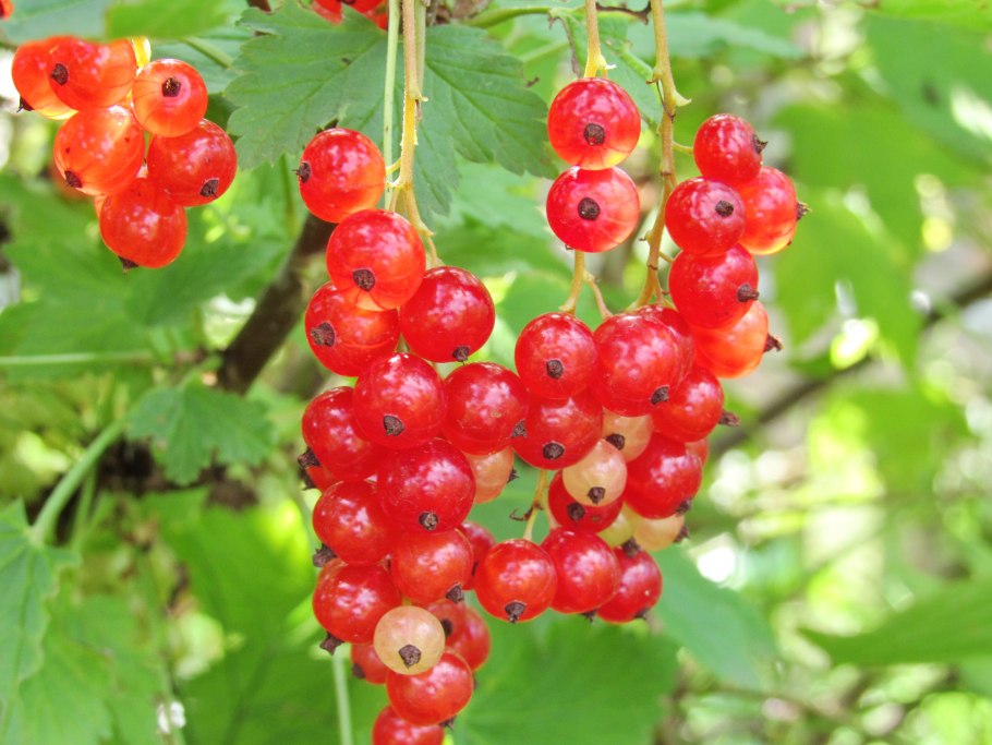 Байкальская смородина