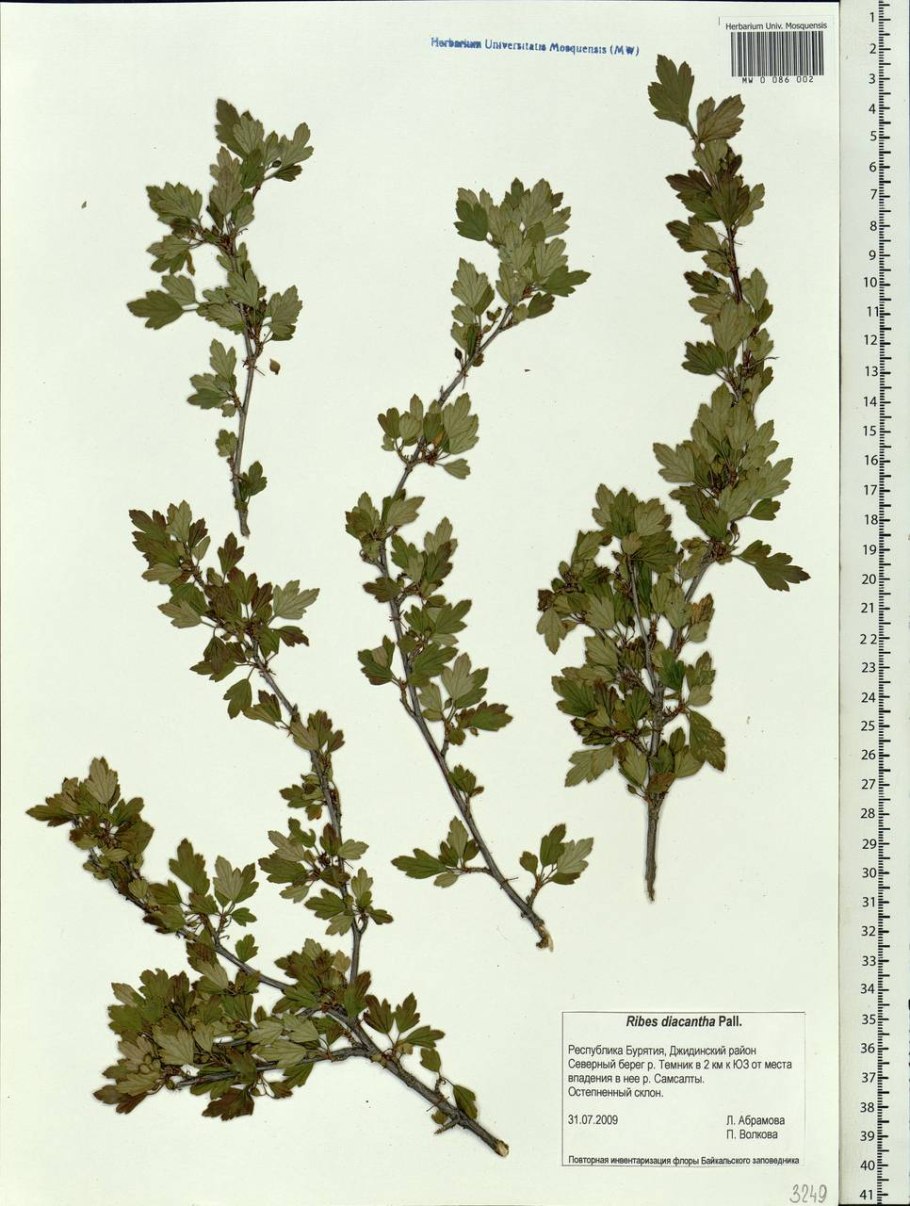 Смородина двуиглая Морошка