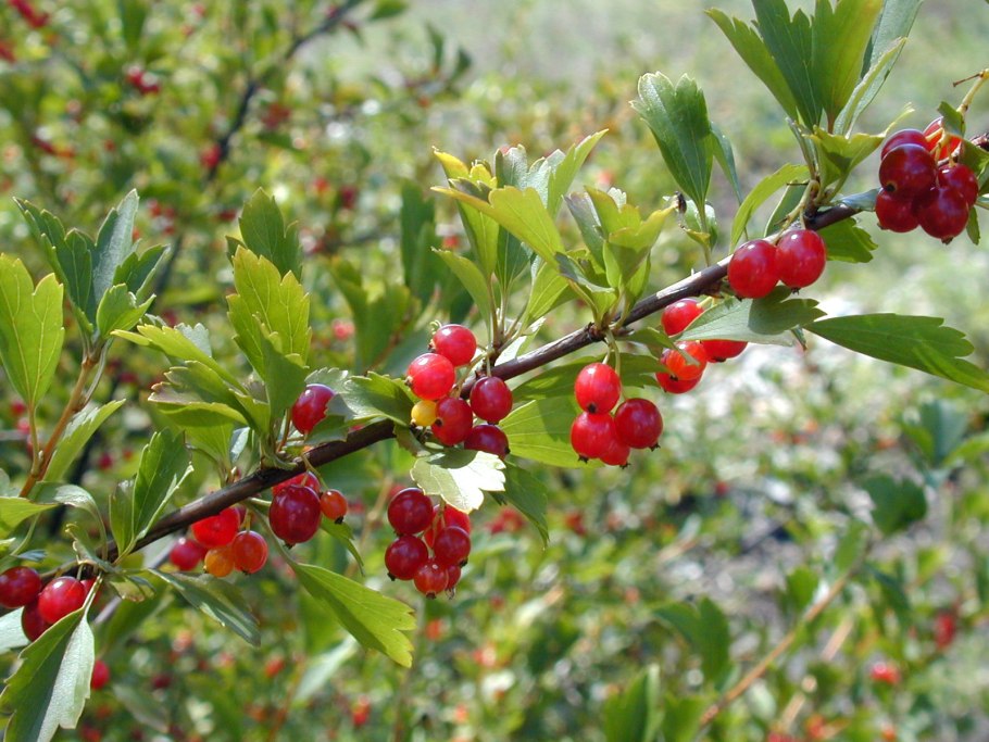 Смородина двуиглая таранушка